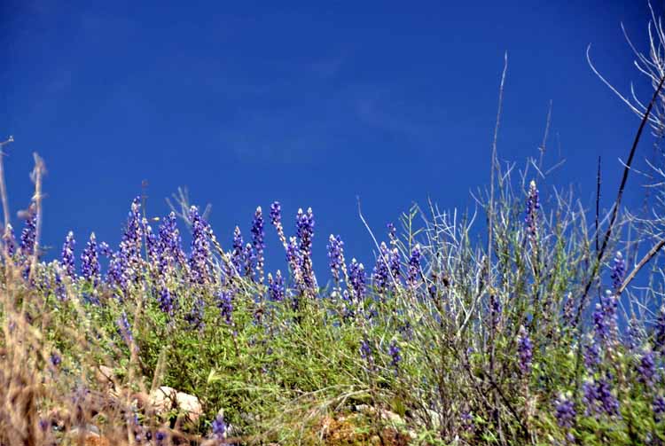 wildflowers